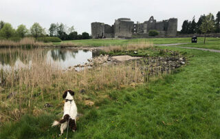 Dog at Roscommon Castle
